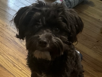 Miniature Schnauzer – Miniature Schnauzer – Roseville