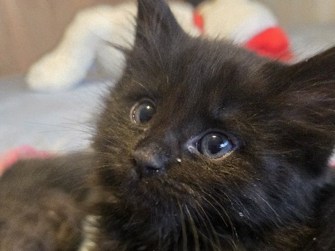 American Curl – Meet Fluffy ♥️🐾 – Palmdale