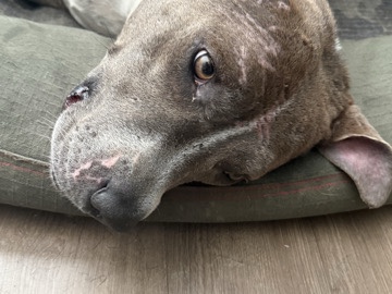 American Pit Bull Terrier – free bluenose pitbull bully – Bakersfield