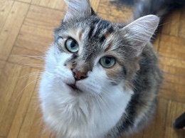 European Shorthair - rehoming  available for adoption in Toronto