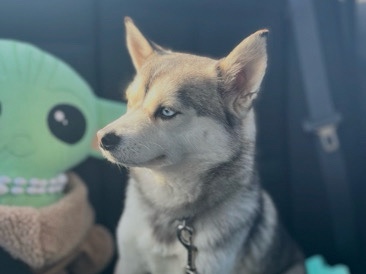 Pomsky – Pomsky – Lincoln