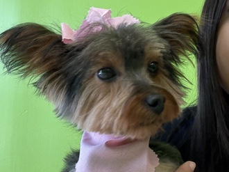 Yorkshire Terrier – selling a female yorkie – Houston