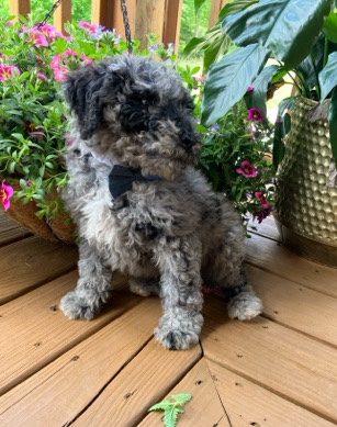 F1B Standard Aussiedoodle