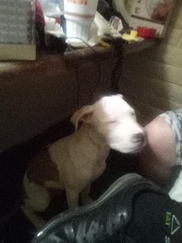 American Pit Bull Terrier – loving to good home