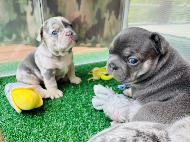 French Bulldog – AKC FRENCH BULLDOG PUPS – Grass Valley