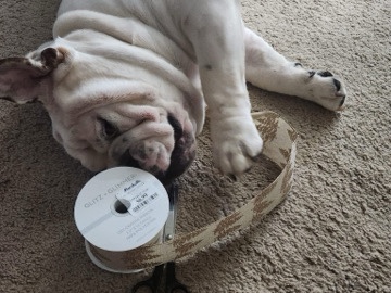 Olde English Bulldogge – English Bulldog for Rehoming – Ewa Gentry