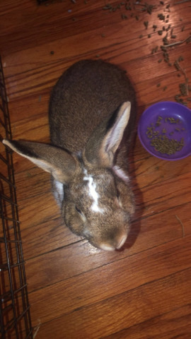 Roger The Rabbit