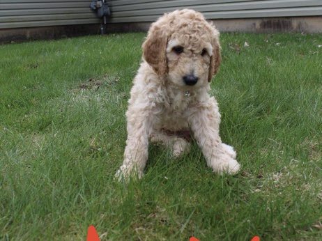 Poodle – Max Goldendoodle FB1 – Poughkeepsie