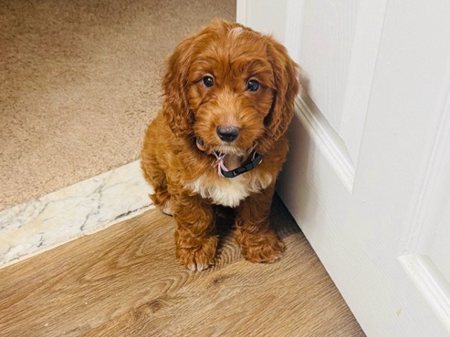 Goldendoodle – Friendly 4-Month-Old Goldendoodle Puppy for Sale in Upper Chichester – Flint