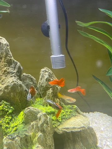 Guppies – fancy guppie’s