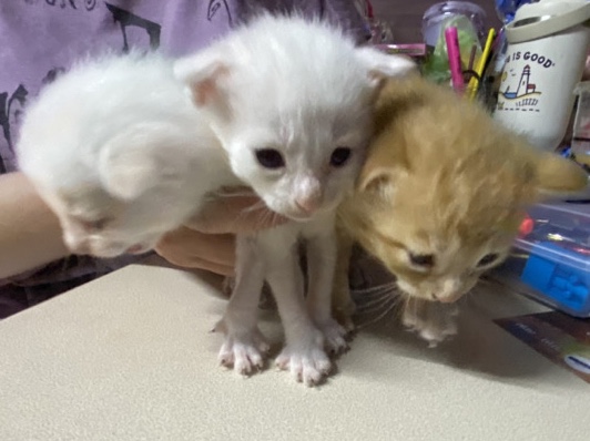 Scottish Fold – Kittens in need of a home – Villa Park