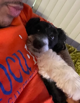 8 mo Mini Sheepadoodle F1B