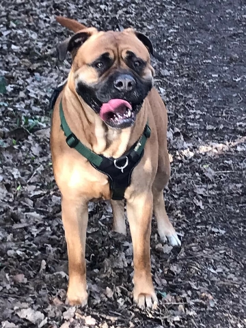 English Mastiff – English mastiff cross presa Canario