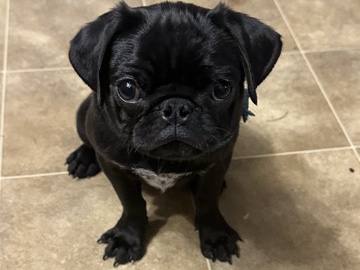Black male pug