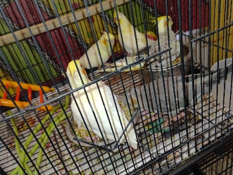 Healthy Handtame Lutino Cocaktiel