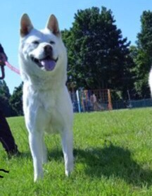 Akita – Japanese Akita
