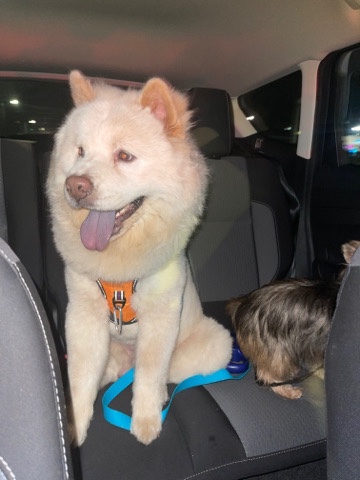 Chow Chow – Chow chow male