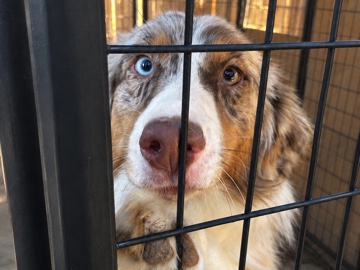 Australian Shepherd – Australian Shepard Female – Fresno