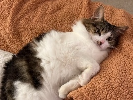 Ragdoll – Sweet & Snuggly Lilo Looking for Her Forever Home! – Chantilly
