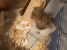 selling Syrian hamster