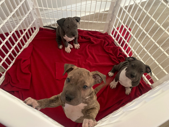 American Pit Bull Terrier – puppies for sale
