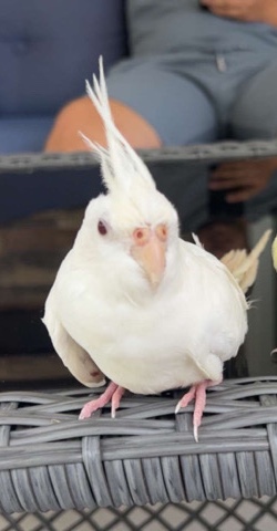 Cockatiel – albino cockatiel