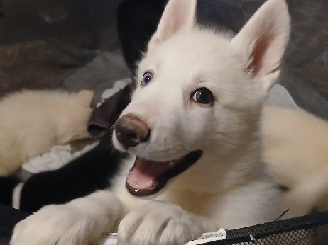 Shepsky – Shepsky Puppies – Everett
