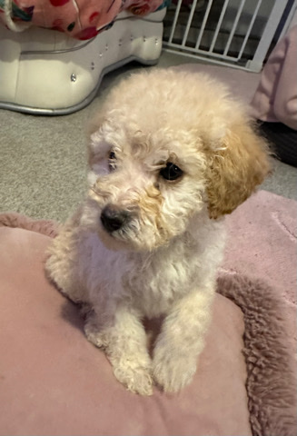 Poodle – toy poodles