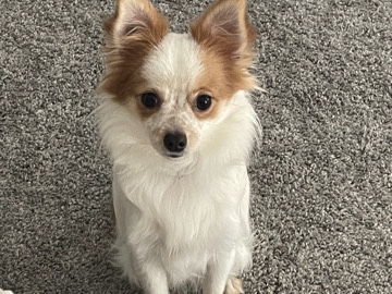 Pomeranian – Pomeranian mix