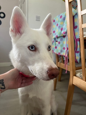 Siberian Husky – female husky pup