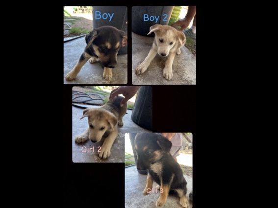 Mixed Breed – rehome puppies – Phoenix