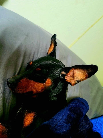 Doberman Pinscher – trying to find a wonderful home for Marcella