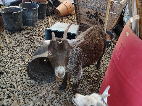 Goat – Nigerian pygmy goats – Durham