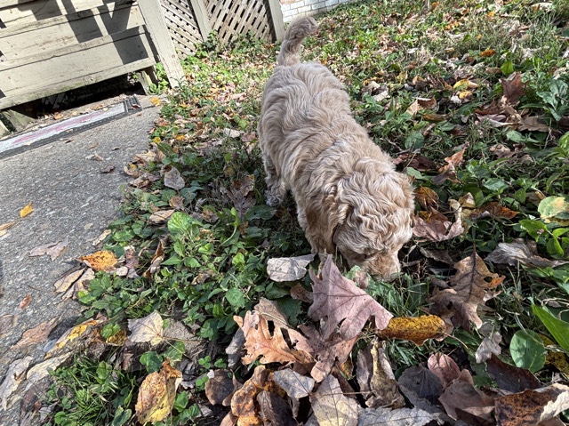 Labradoodle – 3 puppies for sale – Richmond