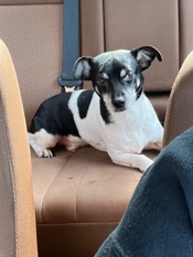 Jack Russell Terrier – loving Jack Russell mix