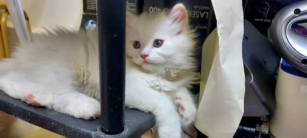 Persian (Modern) – white persian cat