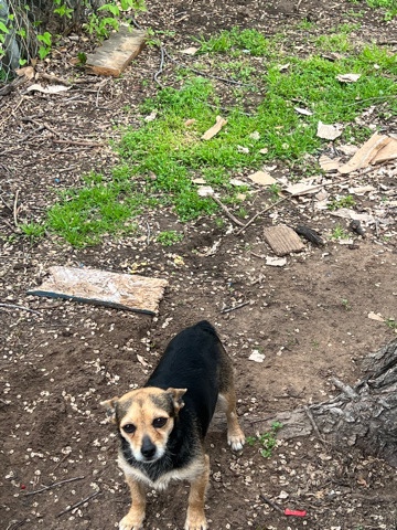 free dog