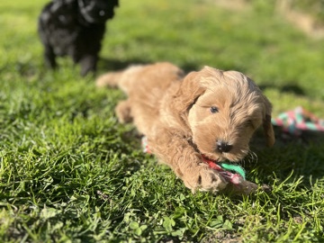 Cockapoo – 3 left Cockerpoo puppies – Leicester