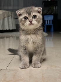 Scottish Fold – cleo the scottish fold cat