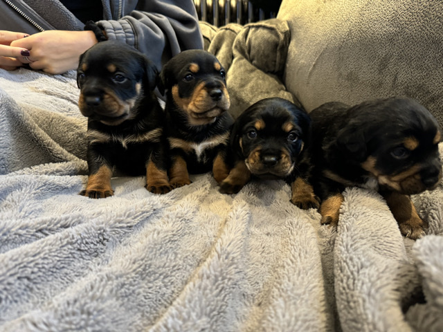 Rottweiler – Rottweiler Cross puppies
