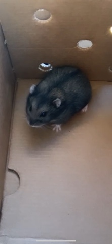 Any – Dwarf hamster for sell