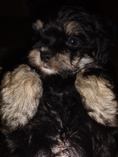 Shih Tzu – Maltshi's