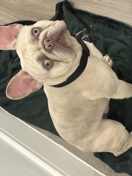 French Bulldog – no fault of his own – Faversham