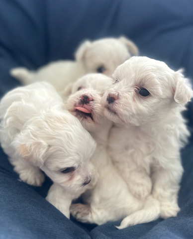 Maltese – malteses puppies