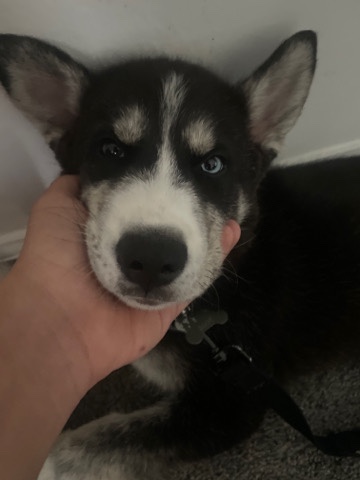 Siberian Husky – husky