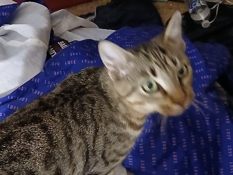 American Wirehair – Come order Dusk, the sassy little girl! – Weir