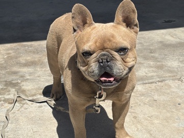 French Bulldog – Selling French Bulldog – Tolleson