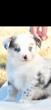 Miniature Australian Shepherd – mini Aussie