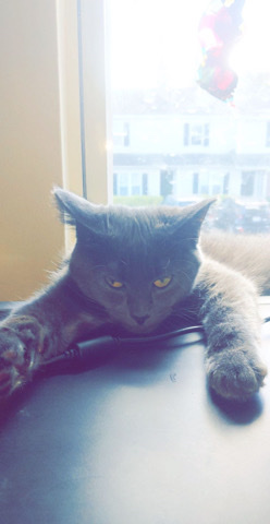 American Shorthair – Alcina