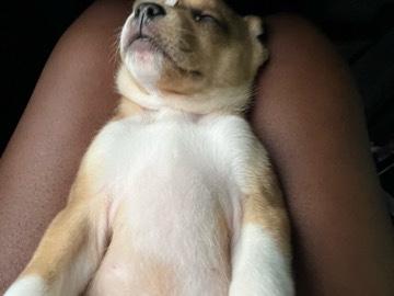 Labrador Husky – cinnamon Mariee – Asheville